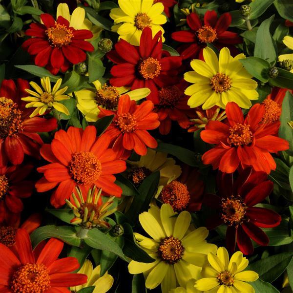 Zahara® Bonfire Mixture Zinnia - Bloom