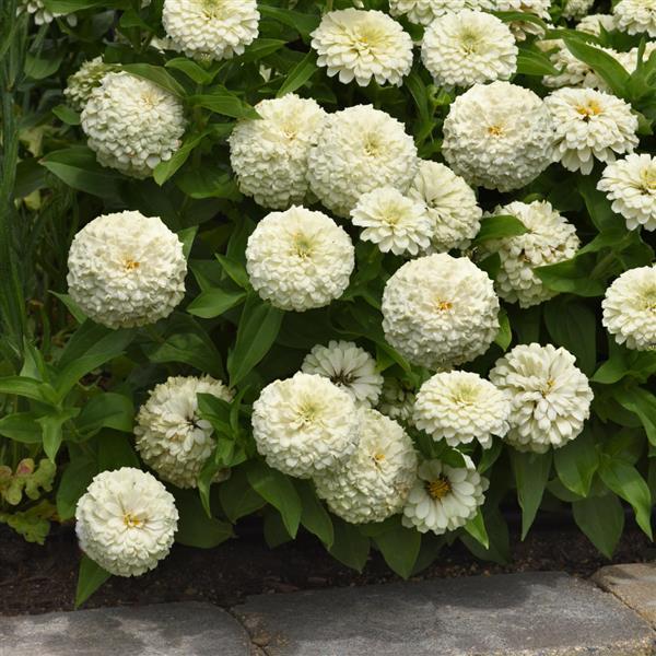 Zesty™ White Zinnia - Landscape