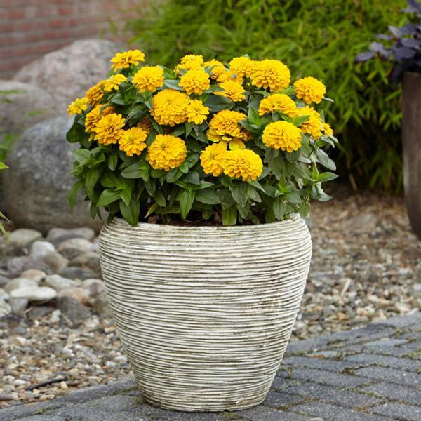 Zesty™ Yellow Zinnia - Container