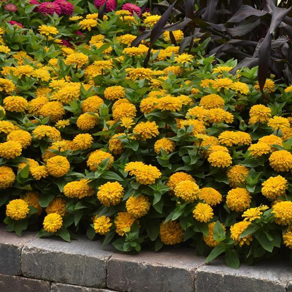 Zesty™ Yellow Zinnia - Landscape