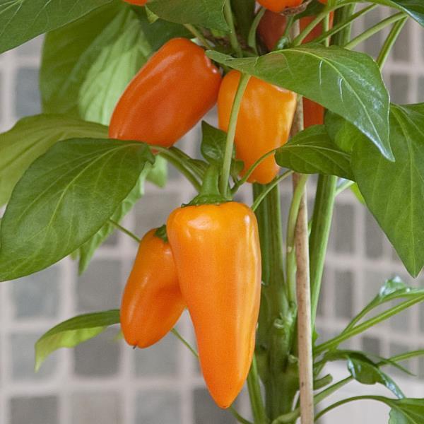 Fresh Bites Orange Edible Potted Pepper - Bloom