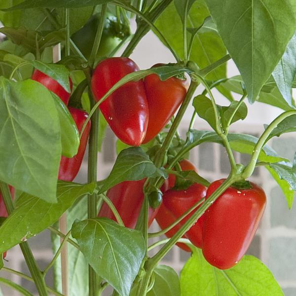 Fresh Bites Red Edible Potted Pepper - Bloom