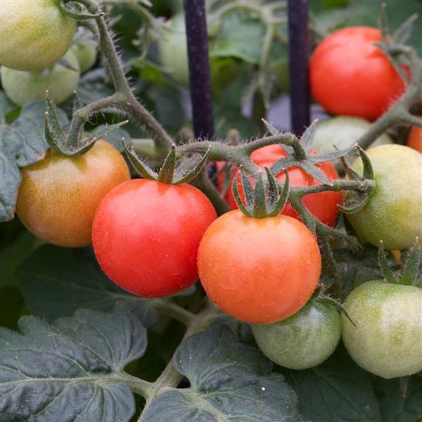 Siam Edible Potted Tomato - Bloom