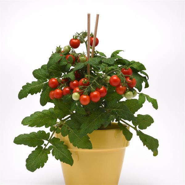 Siam Edible Potted Tomato - Container