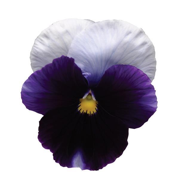 Spring Matrix™ Beaconsfield Pansy - Bloom