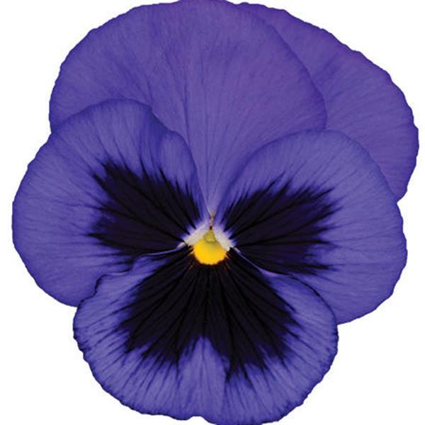 Spring Matrix™ Blue Blotch Pansy - Bloom