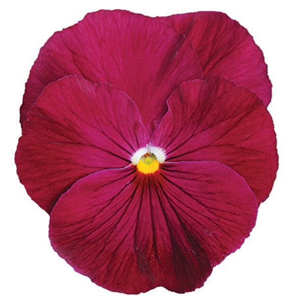 Spring Matrix™ Rose Pansy - Bloom