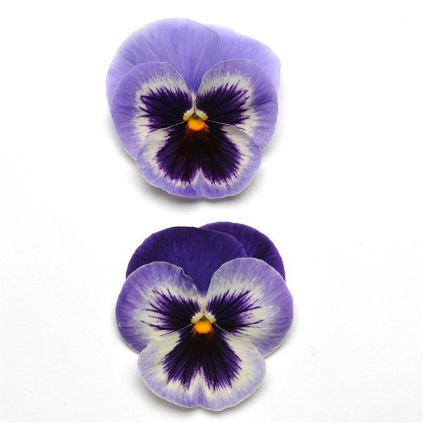 Spring Matrix™ Blue Wing Pansy - Bloom