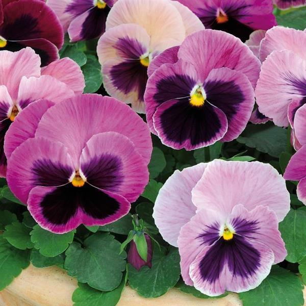 Spring Matrix™ Pink Shades Pansy - Bloom