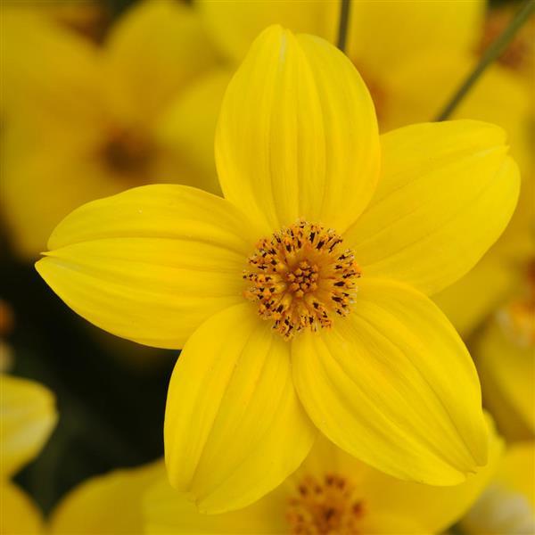 Namid™ Early Yellow Bidens - Bloom