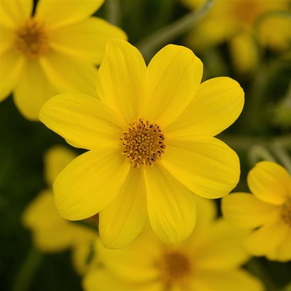 Namid™ Special Yellow Bidens - Bloom