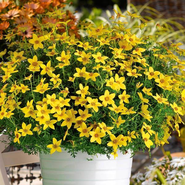 Namid™ Special Yellow Bidens - Container