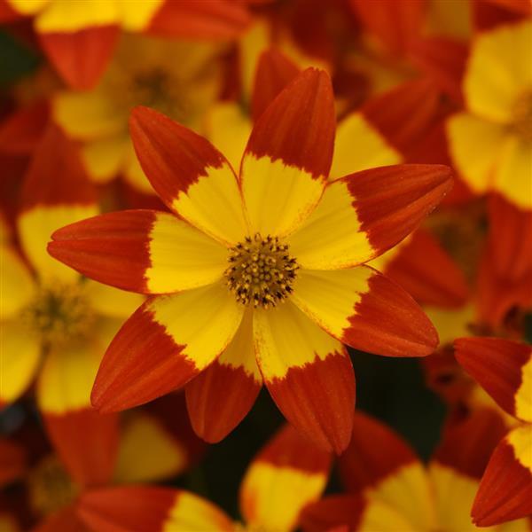 Namid™ Red+Yellow Eye Bidens - Bloom