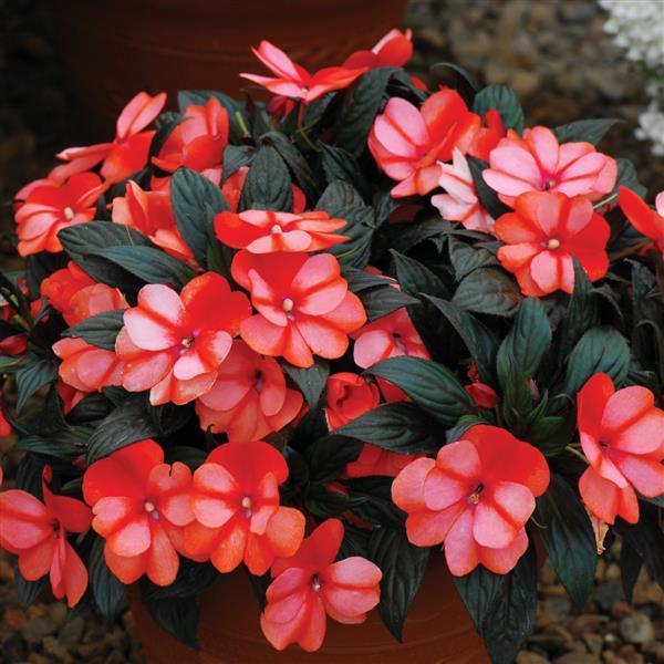 ColorPower™ Orange Flame New Guinea Impatiens - Container