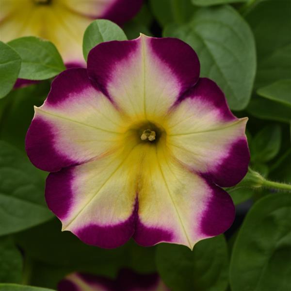 Headliner™ Banana Cherry Petunia - Bloom