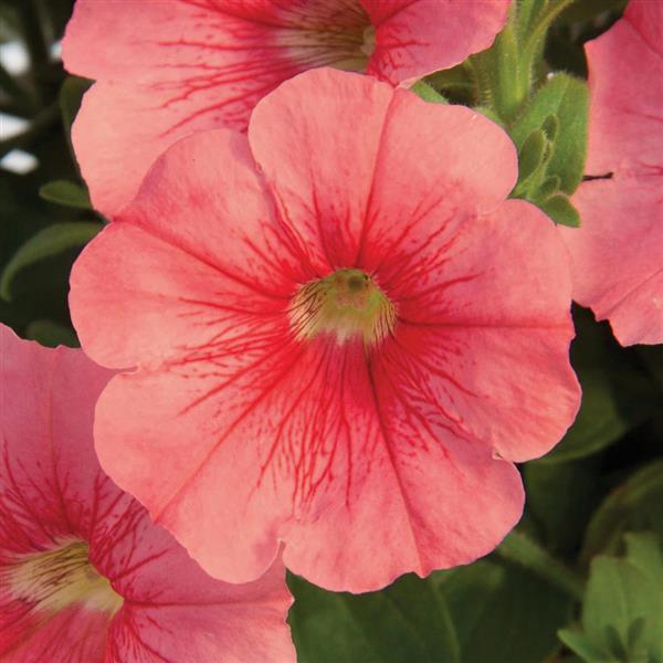 Starlet™ Salmon Red Vein Petunia - Bloom