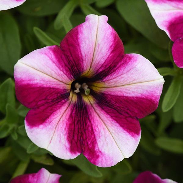 Starlet™ Magenta Star Petunia - Bloom