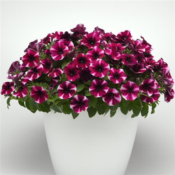 Starlet™ Magenta Star Petunia - Container