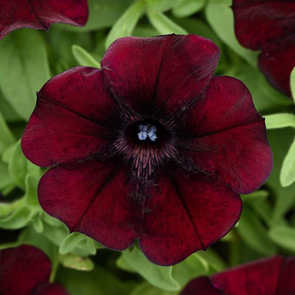 Starlet™ Pinot Red Petunia - Bloom