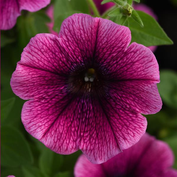 Starlet™ Blueberry Vein Petunia - Bloom