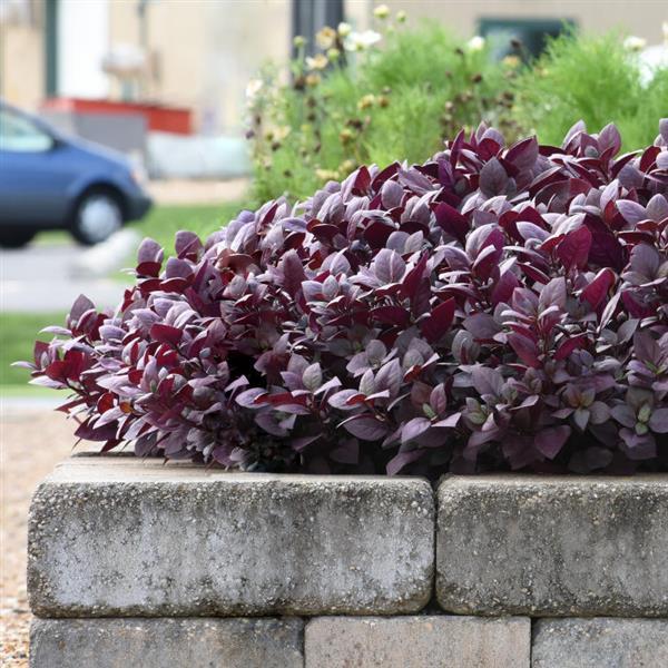 Purple Prince Alternanthera - Commercial Landscape 1