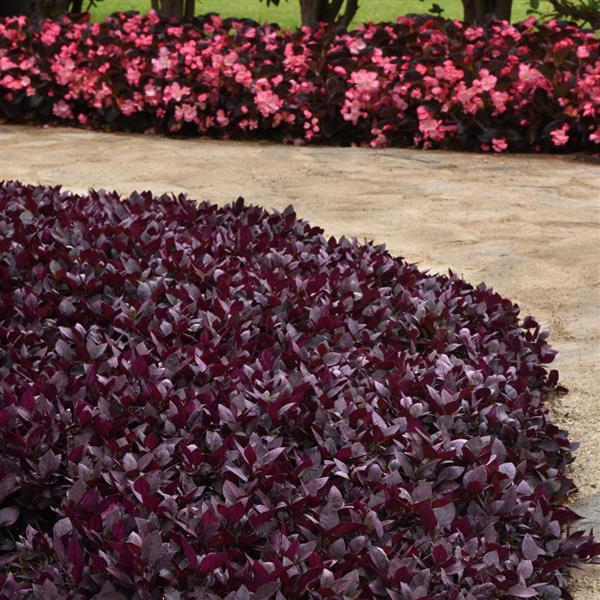 Purple Prince Alternanthera - Commercial Landscape 2