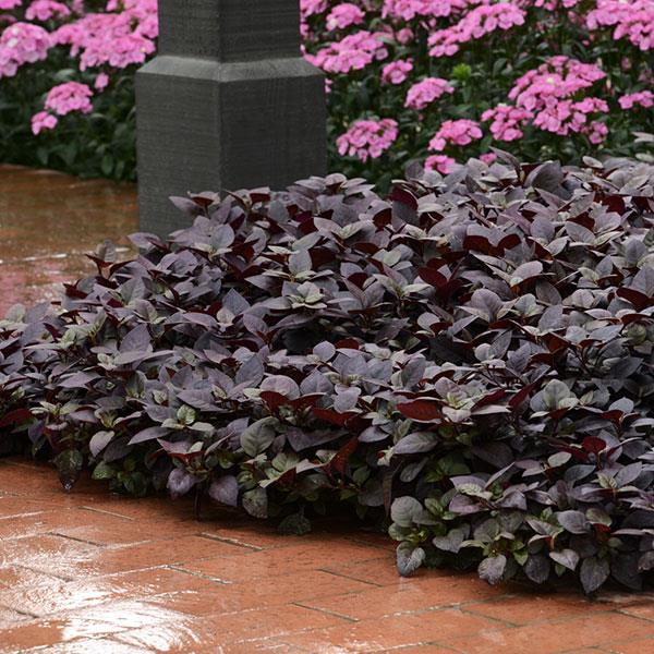 Purple Prince Alternanthera - Commercial Landscape 4