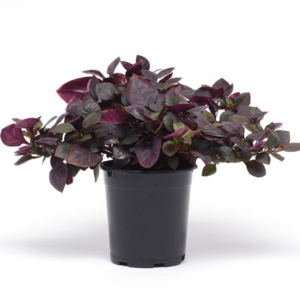 Purple Prince Alternanthera - Container