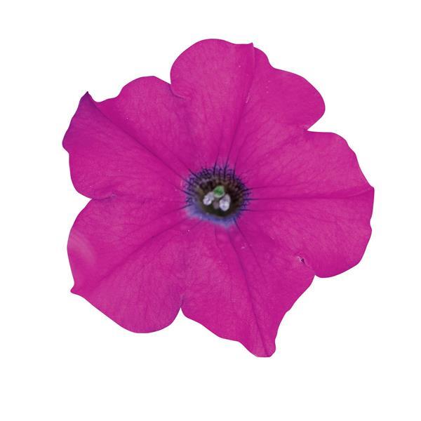 Wave® Lavender Spreading Petunia - Bloom