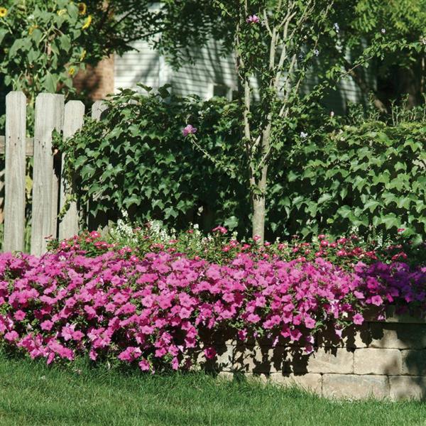 Wave® Lavender Spreading Petunia - Commercial Landscape 2