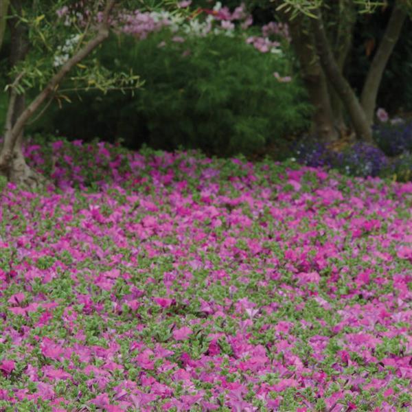 Wave® Lavender Spreading Petunia - Commercial Landscape 4