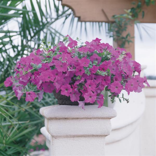 Wave® Lavender Spreading Petunia - Container