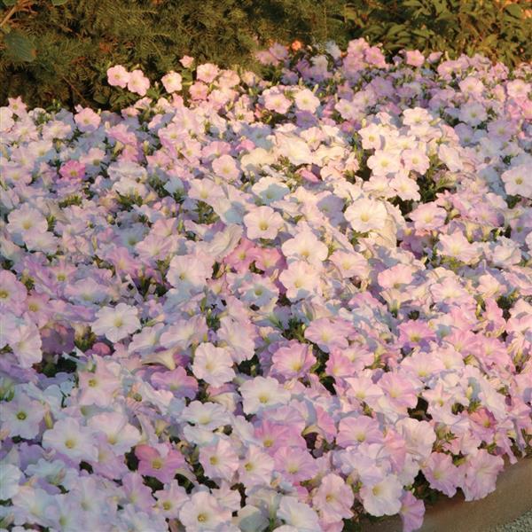 Wave® Misty Lilac Spreading Petunia - Landscape