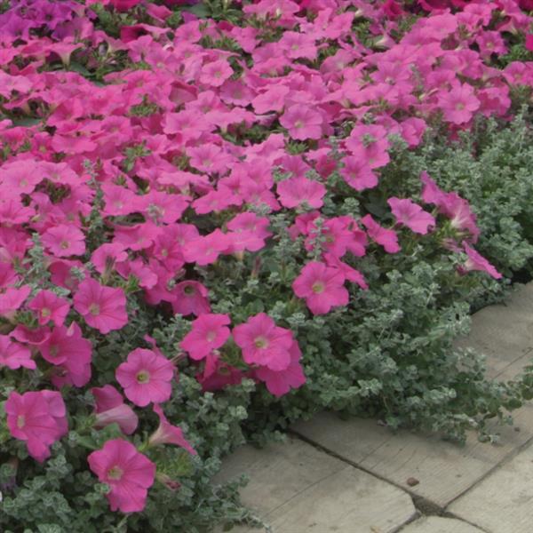 Wave® Pink Spreading Petunia - Landscape