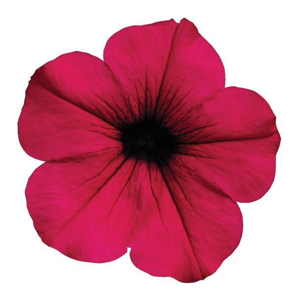 Wave® Purple Spreading Petunia - Bloom