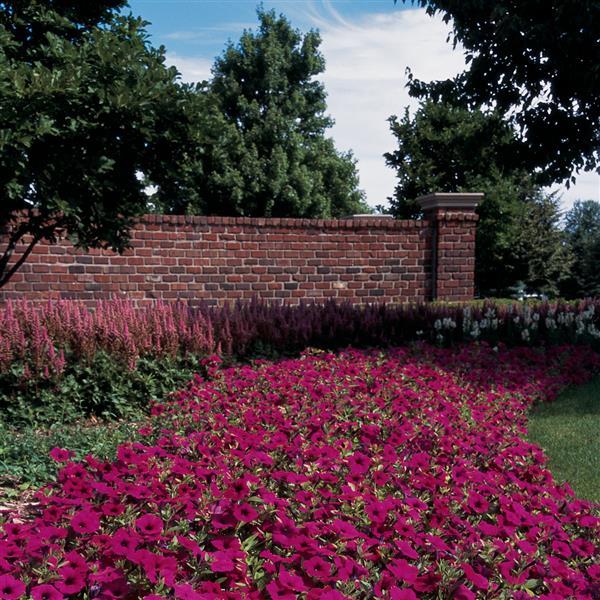 Wave® Purple Spreading Petunia - Commercial Landscape 1