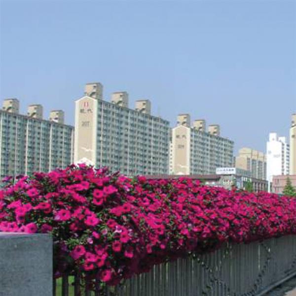 Wave® Purple Spreading Petunia - Commercial Landscape 3