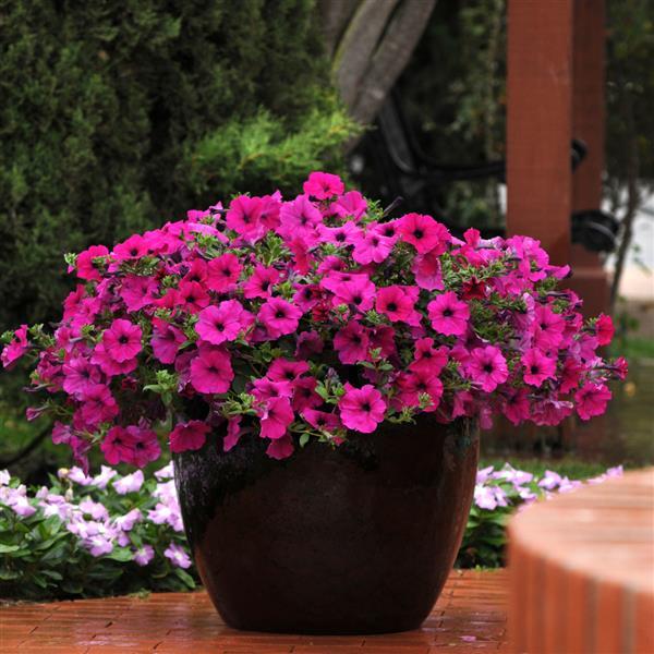 Wave® Purple Spreading Petunia - Container