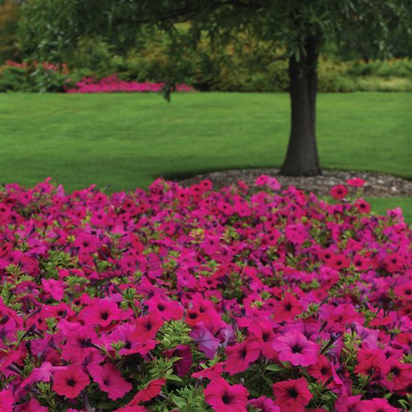 Wave® Purple Spreading Petunia - Landscape