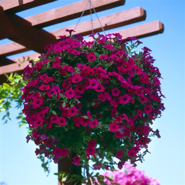 Wave® Purple Classic Spreading Petunia - Basket