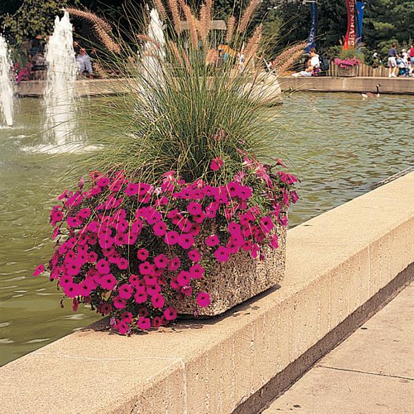 Wave® Purple Classic Spreading Petunia - Commercial Landscape 1