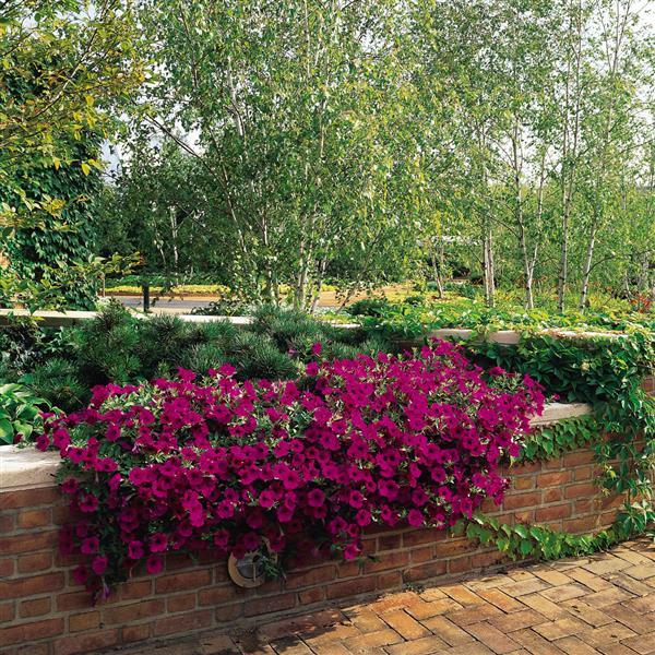 Wave® Purple Classic Spreading Petunia - Commercial Landscape 2