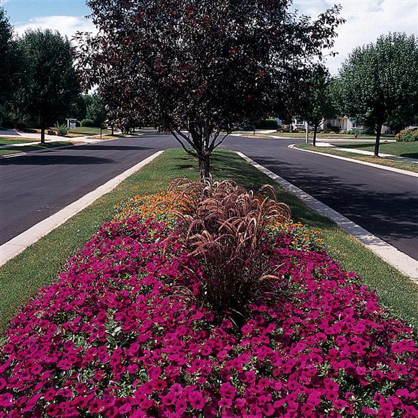 Wave® Purple Classic Spreading Petunia - Commercial Landscape 3