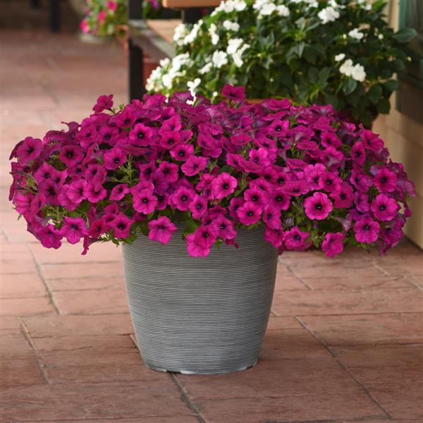 Wave® Purple Classic Spreading Petunia - Container