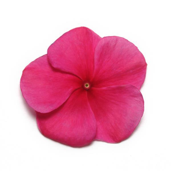 Pacifica XP Burgundy Vinca - Bloom