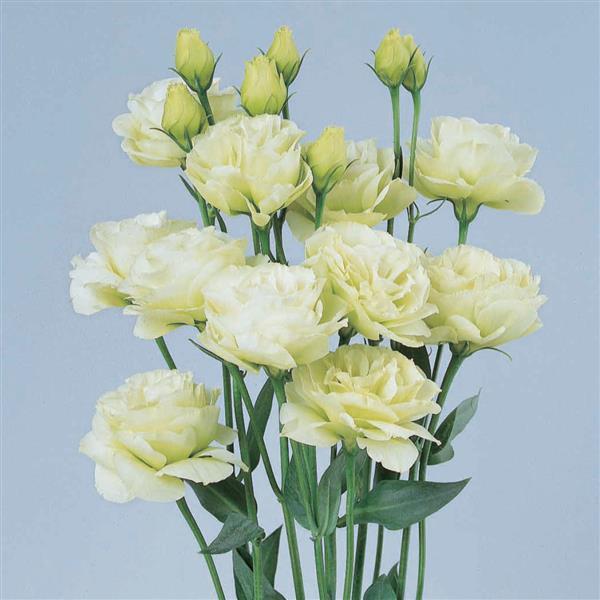 Rosita 1 Green Cut Flower Lisianthus - Bloom