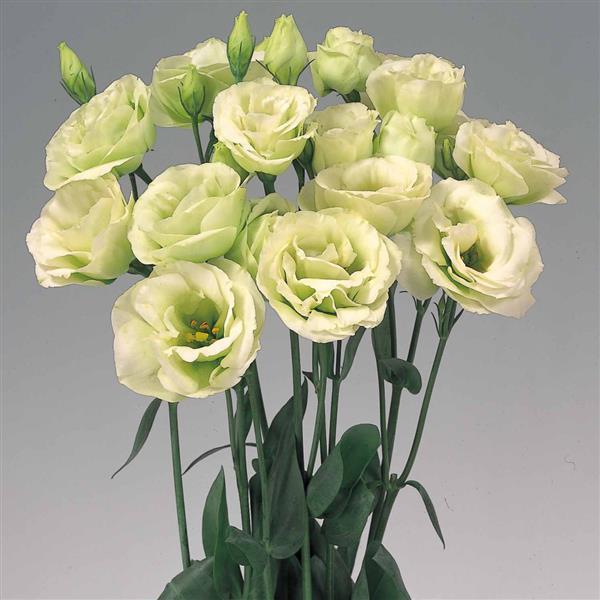 Rosita 2 Green Cut Flower Lisianthus - Bloom