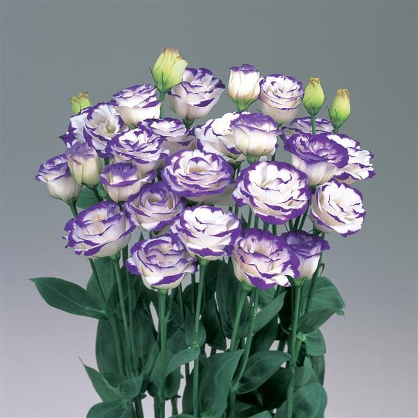 Rosita 2 Blue Picotee Cut Flower Lisianthus - Bloom