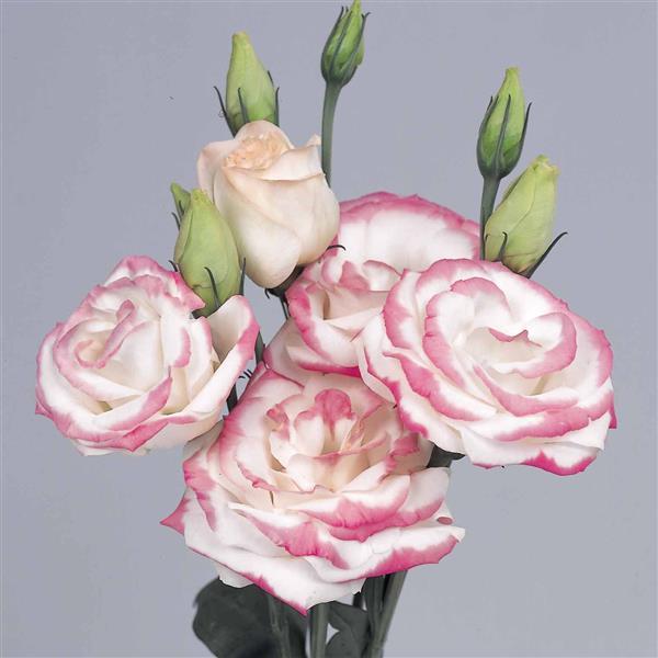 Rosita 2 Hot Lips Cut Flower Lisianthus - Bloom