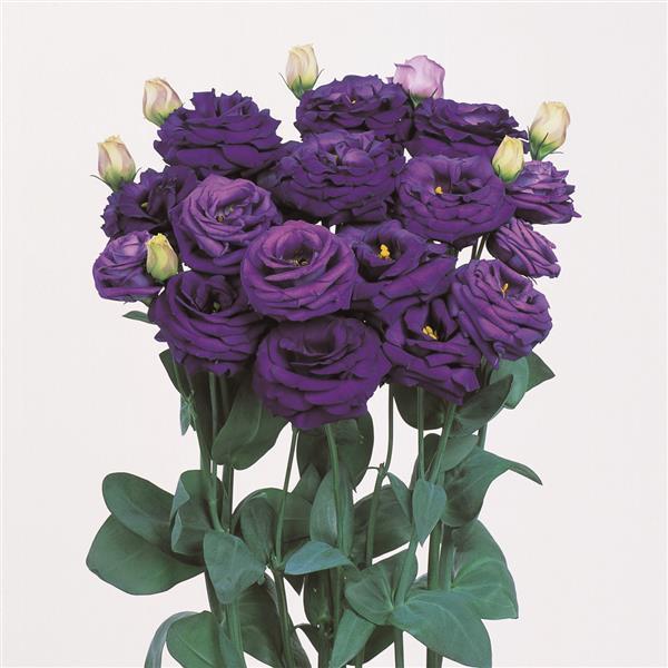 Rosita 3 Blue Cut Flower Lisianthus - Bloom